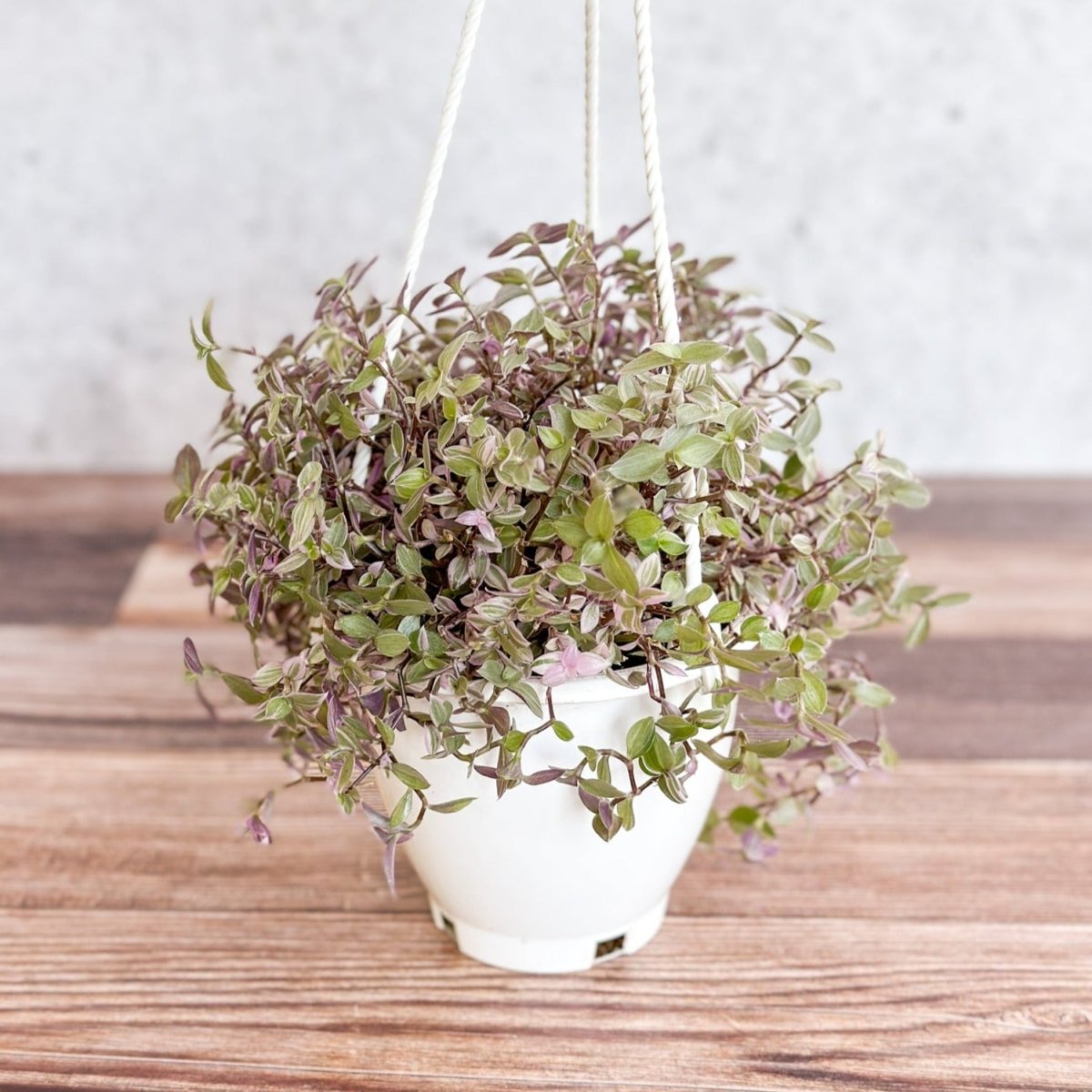  Callisia Repens Pink Passion - Turtle Vine Hanging Basket