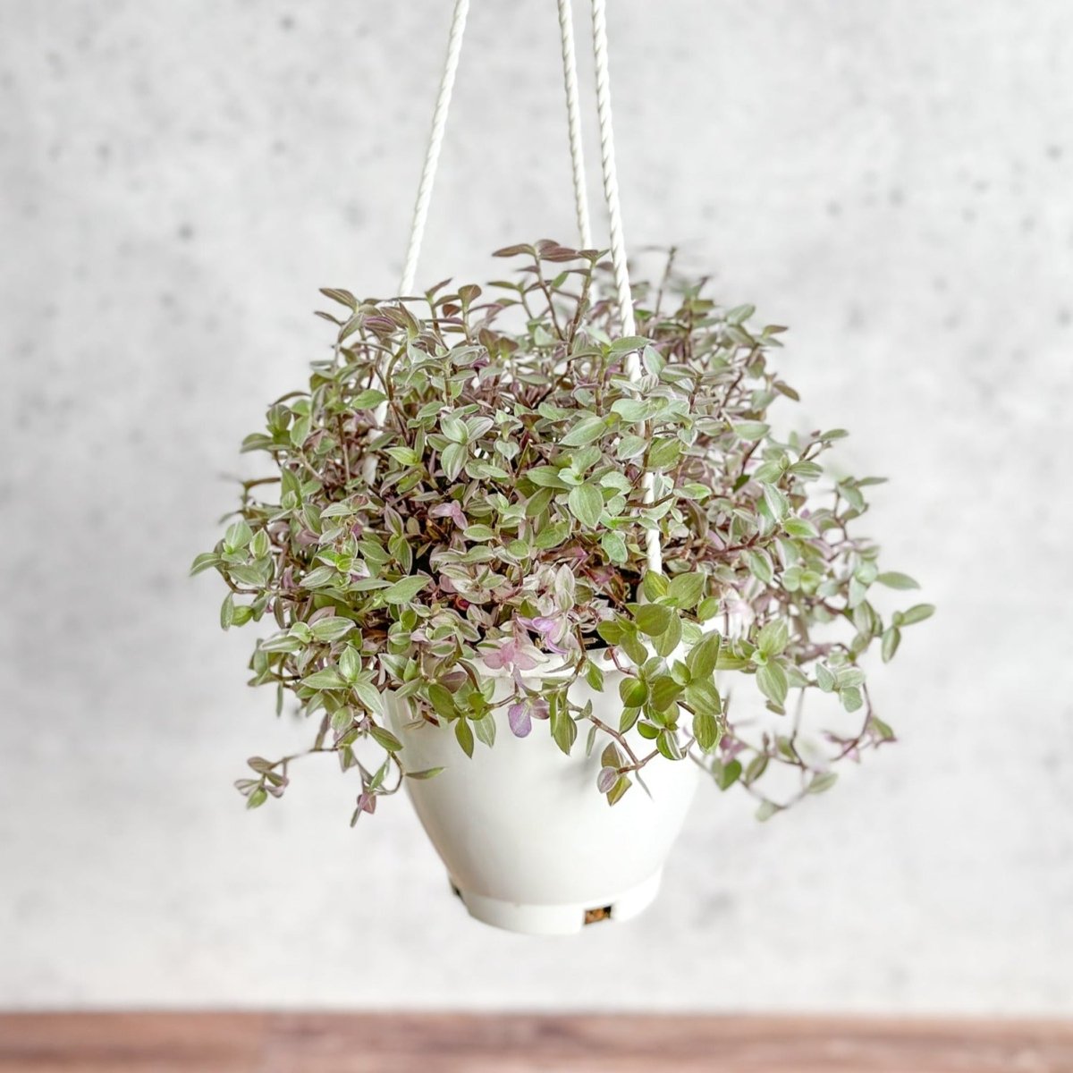  Callisia Repens Pink Passion - Turtle Vine Hanging Basket