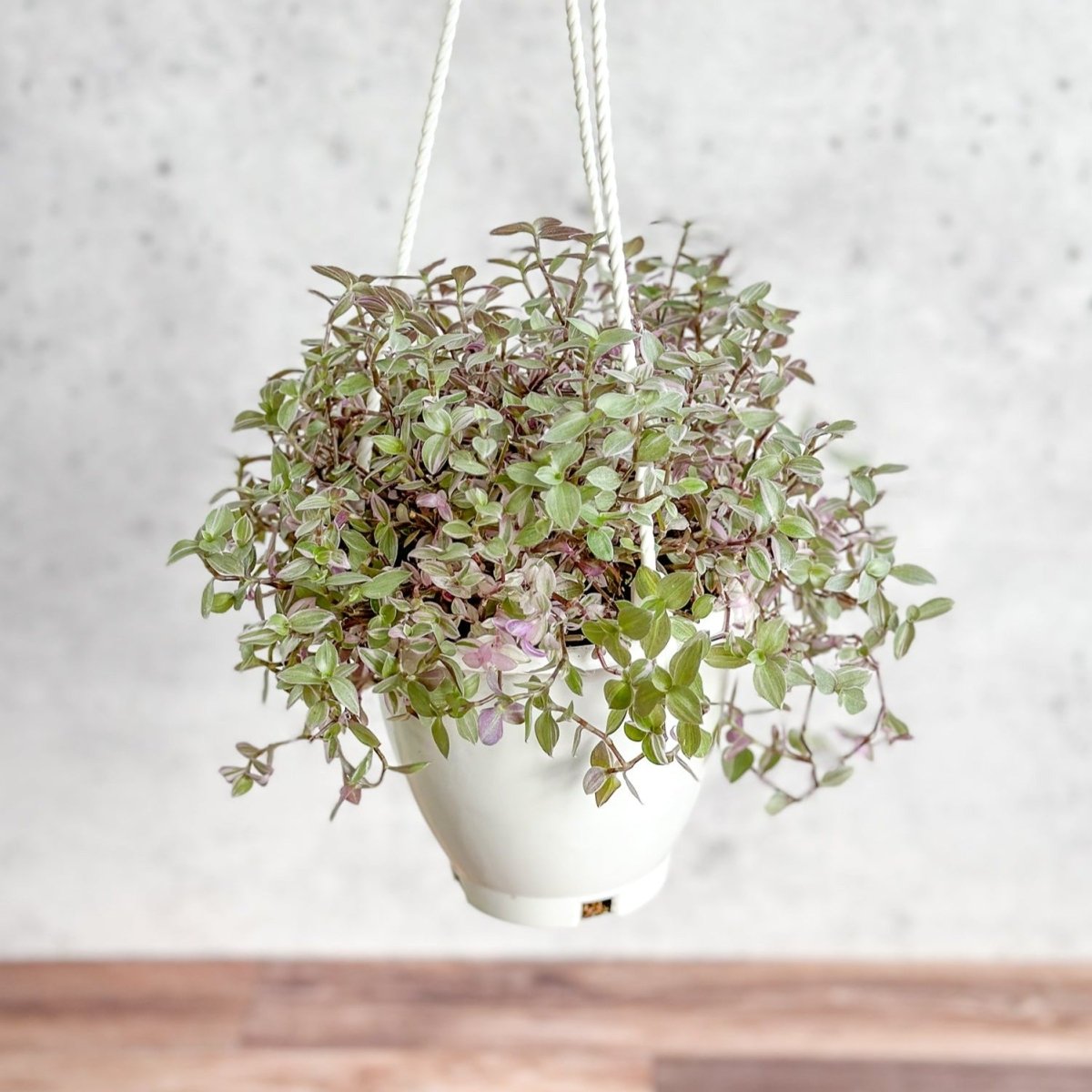  Callisia Repens Pink Passion - Turtle Vine Hanging Basket