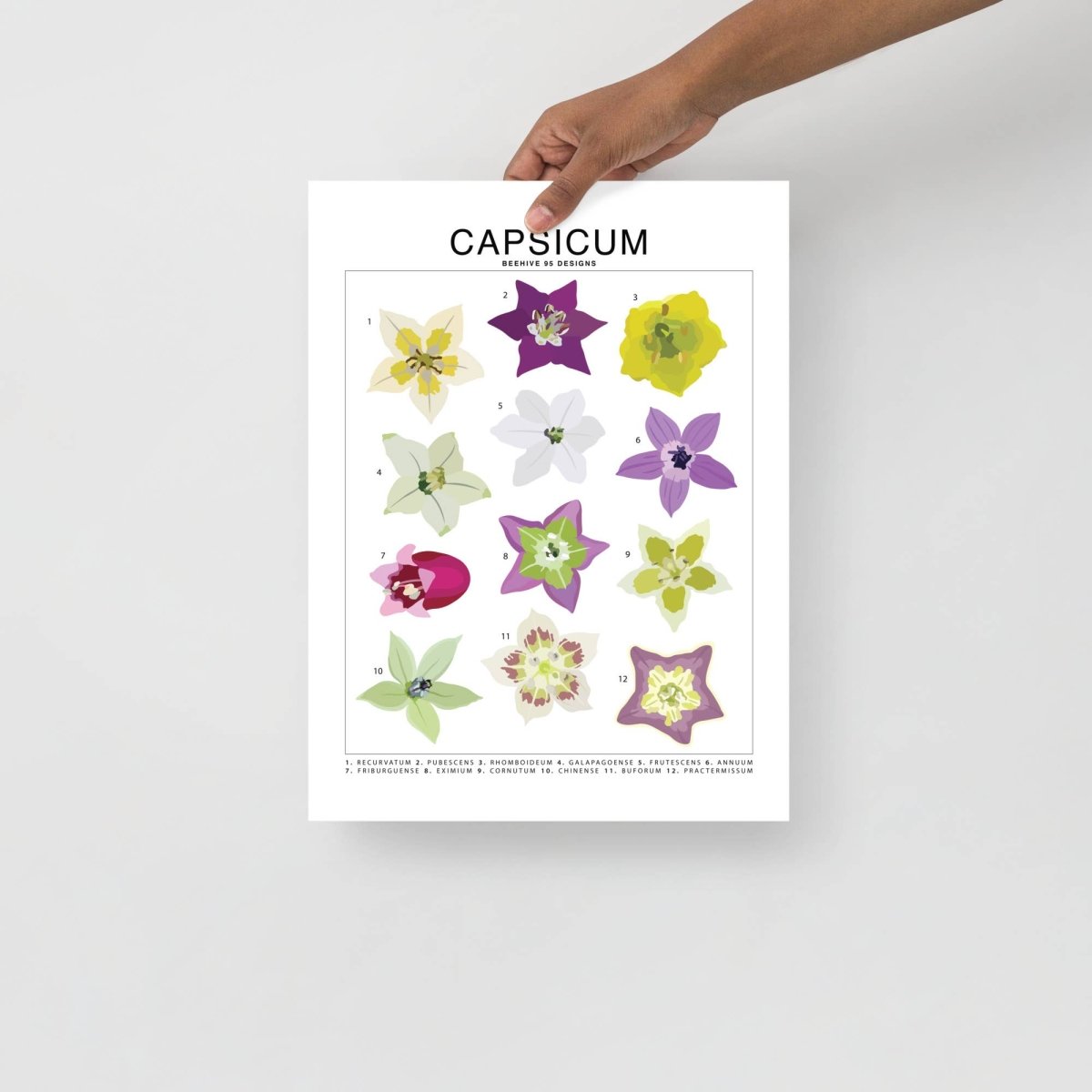  Capsicum (Pepper) Species ID Chart - Botanical Art Print 8x10