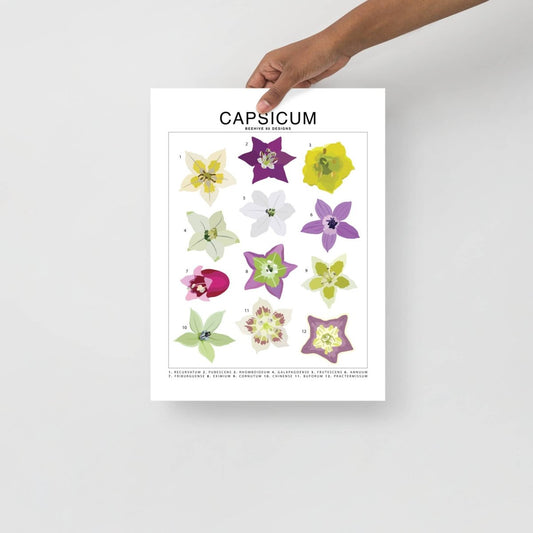  Capsicum (Pepper) Species ID Chart - Botanical Art Print 8x10