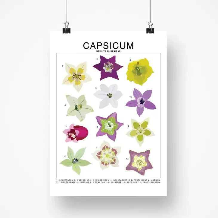  Capsicum (Pepper) Species ID Chart - Botanical Art Print 8x10