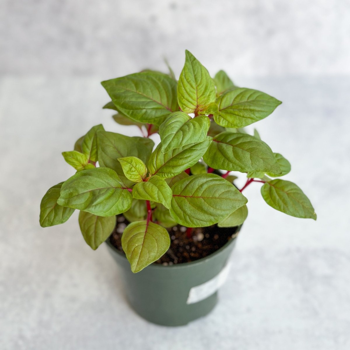  Celosia Argenta - New Look Celosia