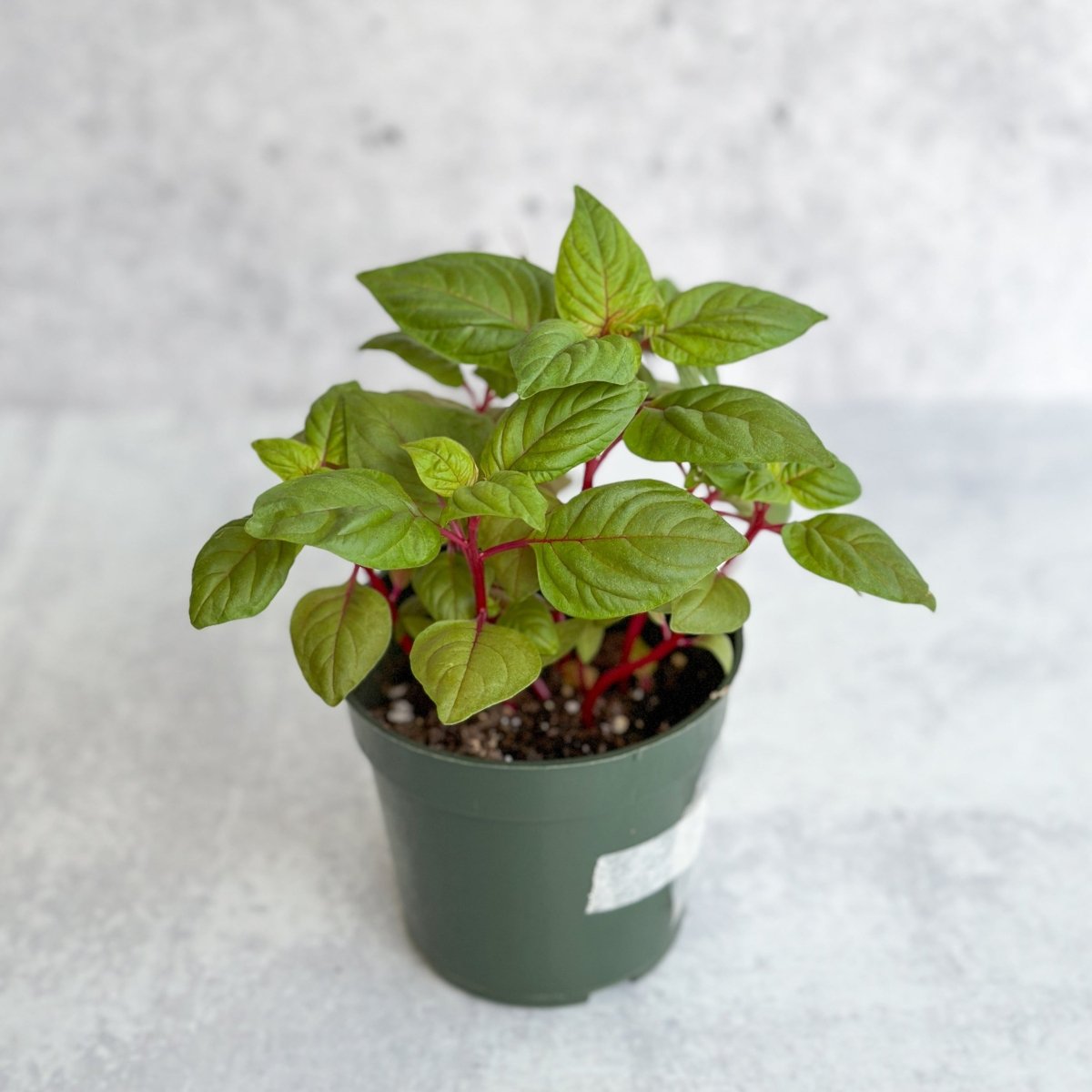  Celosia Argenta - New Look Celosia