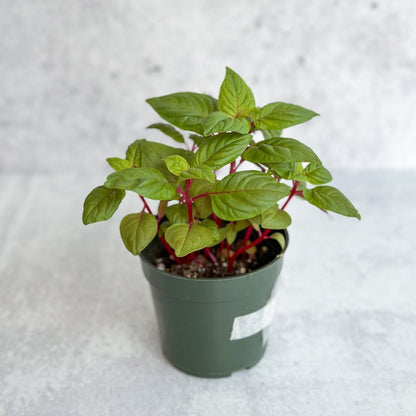  Celosia Argenta - New Look Celosia