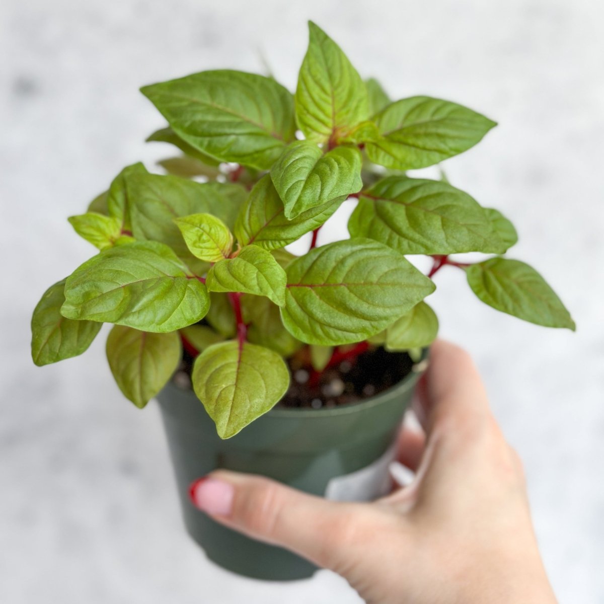  Celosia Argenta - New Look Celosia