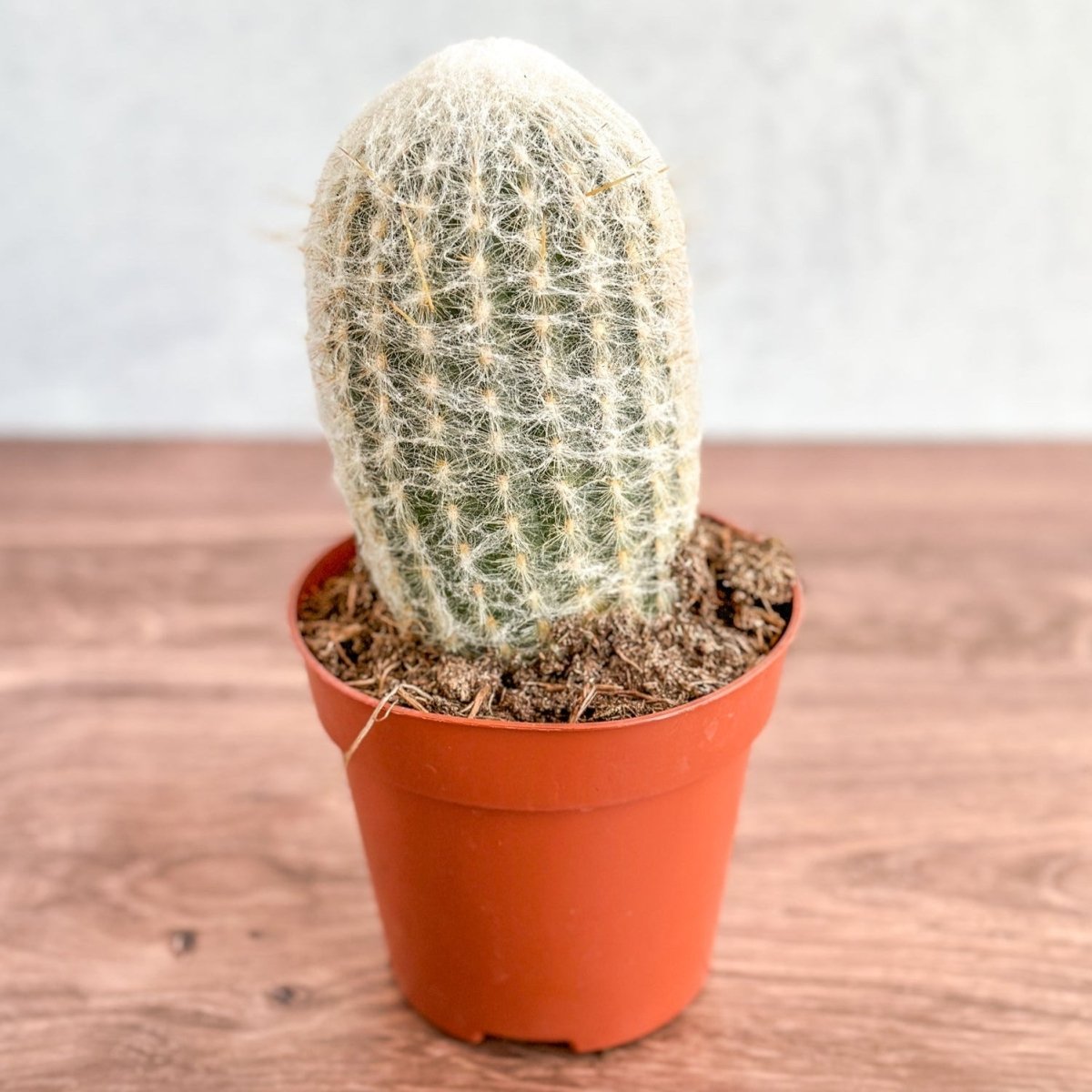  Cephalocereus Senilis - Peruvian Old Man Cacti