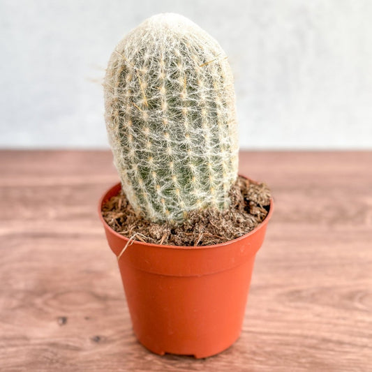  Cephalocereus Senilis - Peruvian Old Man Cacti