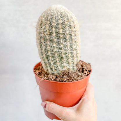  Cephalocereus Senilis - Peruvian Old Man Cacti