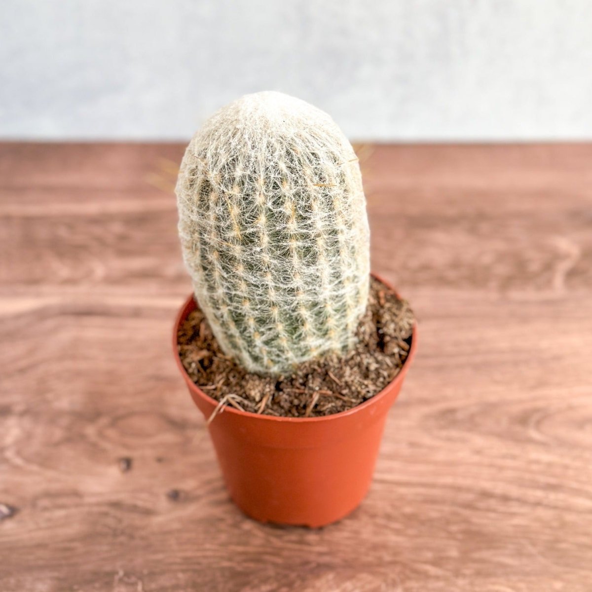  Cephalocereus Senilis - Peruvian Old Man Cacti