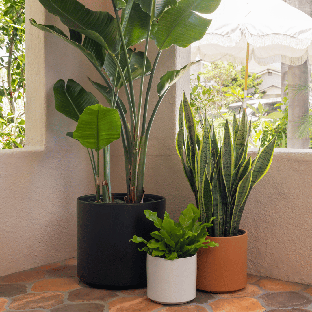 Ceramic Cylinder Planter By Solid Goods With Optional Mahogany Stand