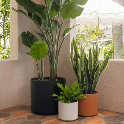  Ceramic Cylinder Planter By Solid Goods With Optional Mahogany Stand
