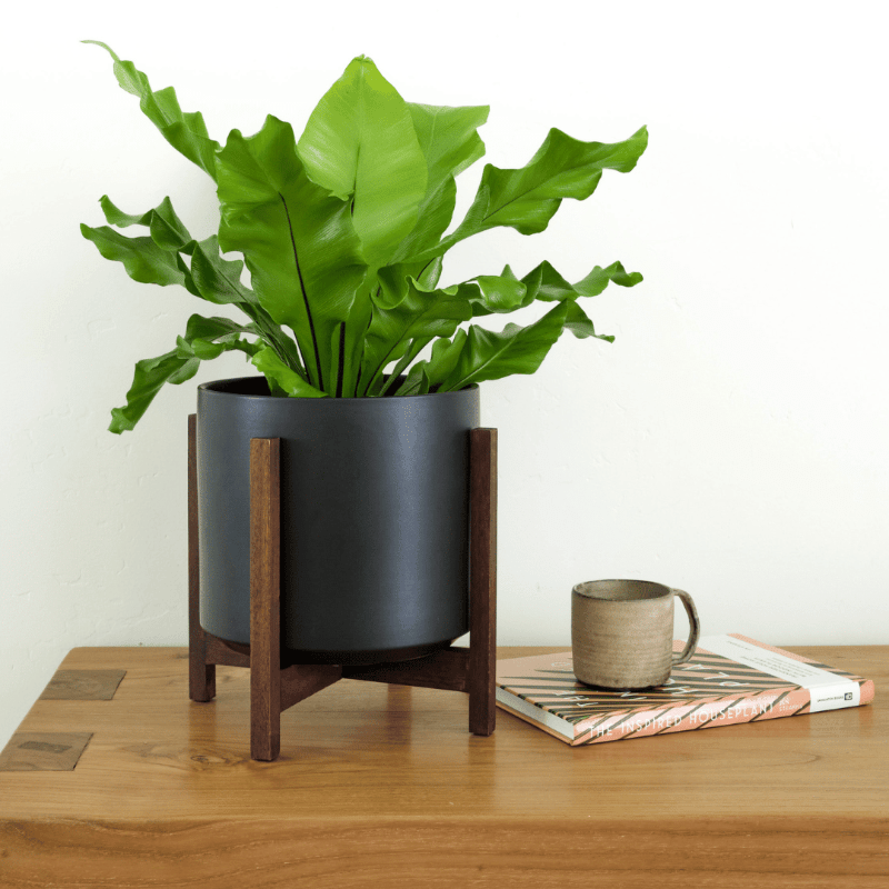  Ceramic Cylinder Planter By Solid Goods With Optional Mahogany Stand