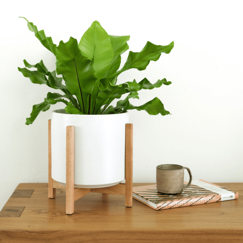  Ceramic Cylinder Planter By Solid Goods With Optional Mahogany Stand