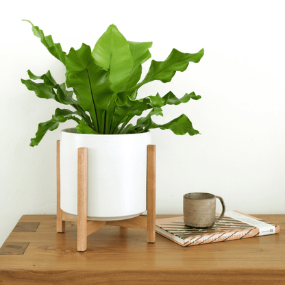  Ceramic Cylinder Planter By Solid Goods With Optional Mahogany Stand