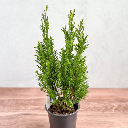  False Cypress ‘Ellwoodii’ – Compact Lawson Cypress, Mini Christmas Tree Plant