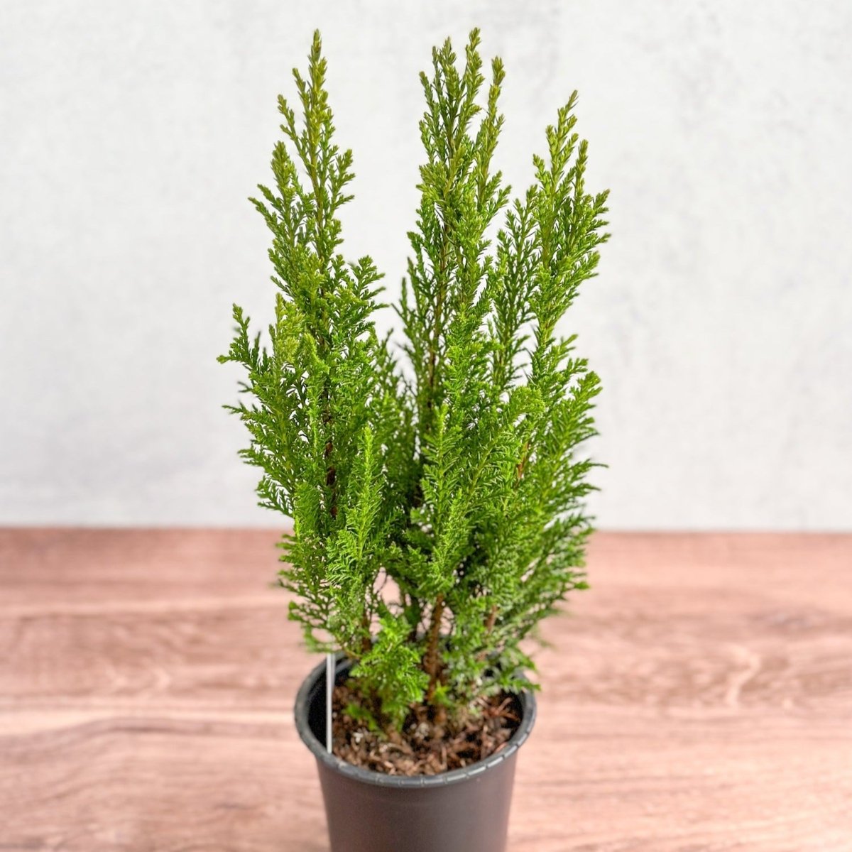  False Cypress ‘Ellwoodii’ – Compact Lawson Cypress, Mini Christmas Tree Plant