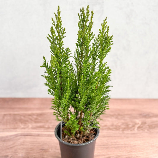  False Cypress ‘Ellwoodii’ – Compact Lawson Cypress, Mini Christmas Tree Plant