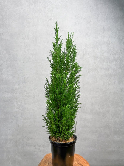  False Cypress ‘Ellwoodii’ – Compact Lawson Cypress, Mini Christmas Tree Plant