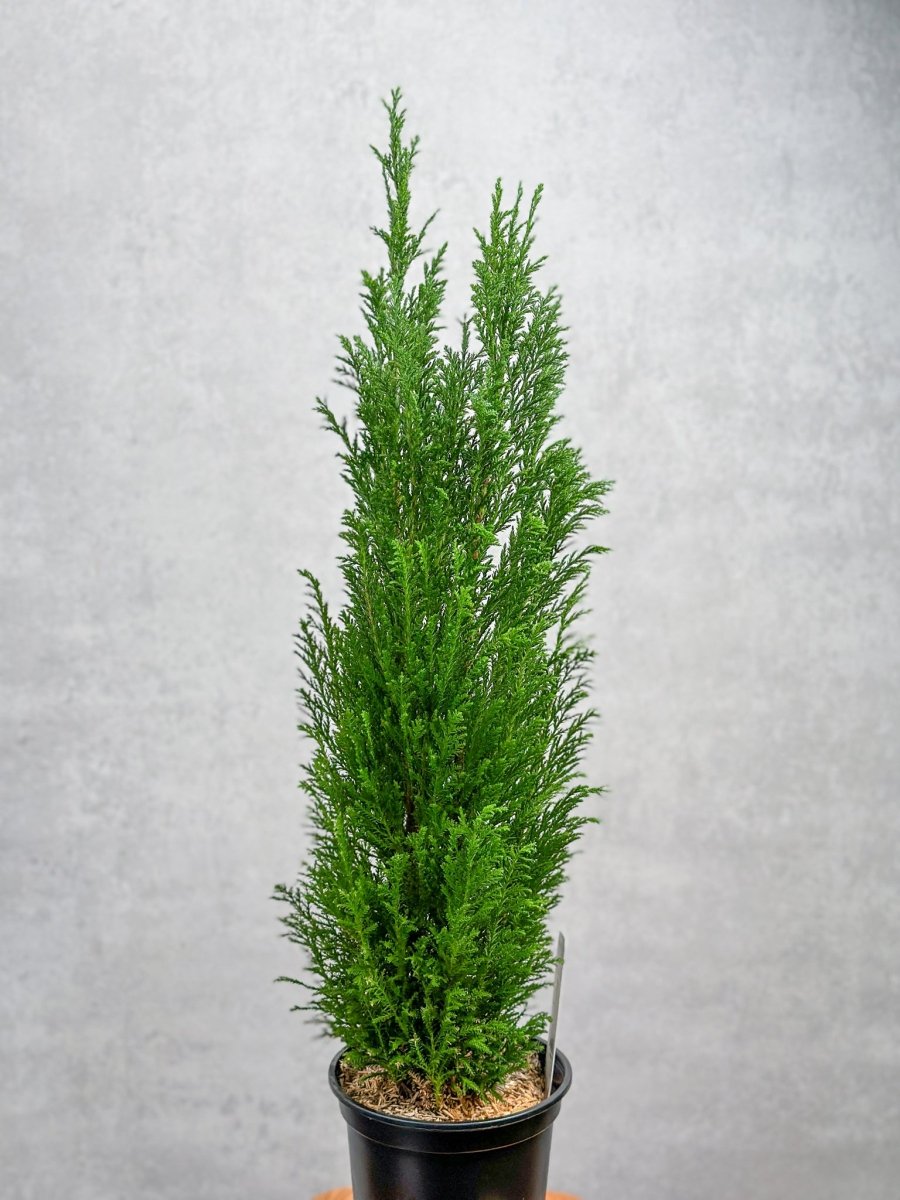  False Cypress ‘Ellwoodii’ – Compact Lawson Cypress, Mini Christmas Tree Plant