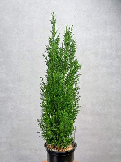  False Cypress ‘Ellwoodii’ – Compact Lawson Cypress, Mini Christmas Tree Plant