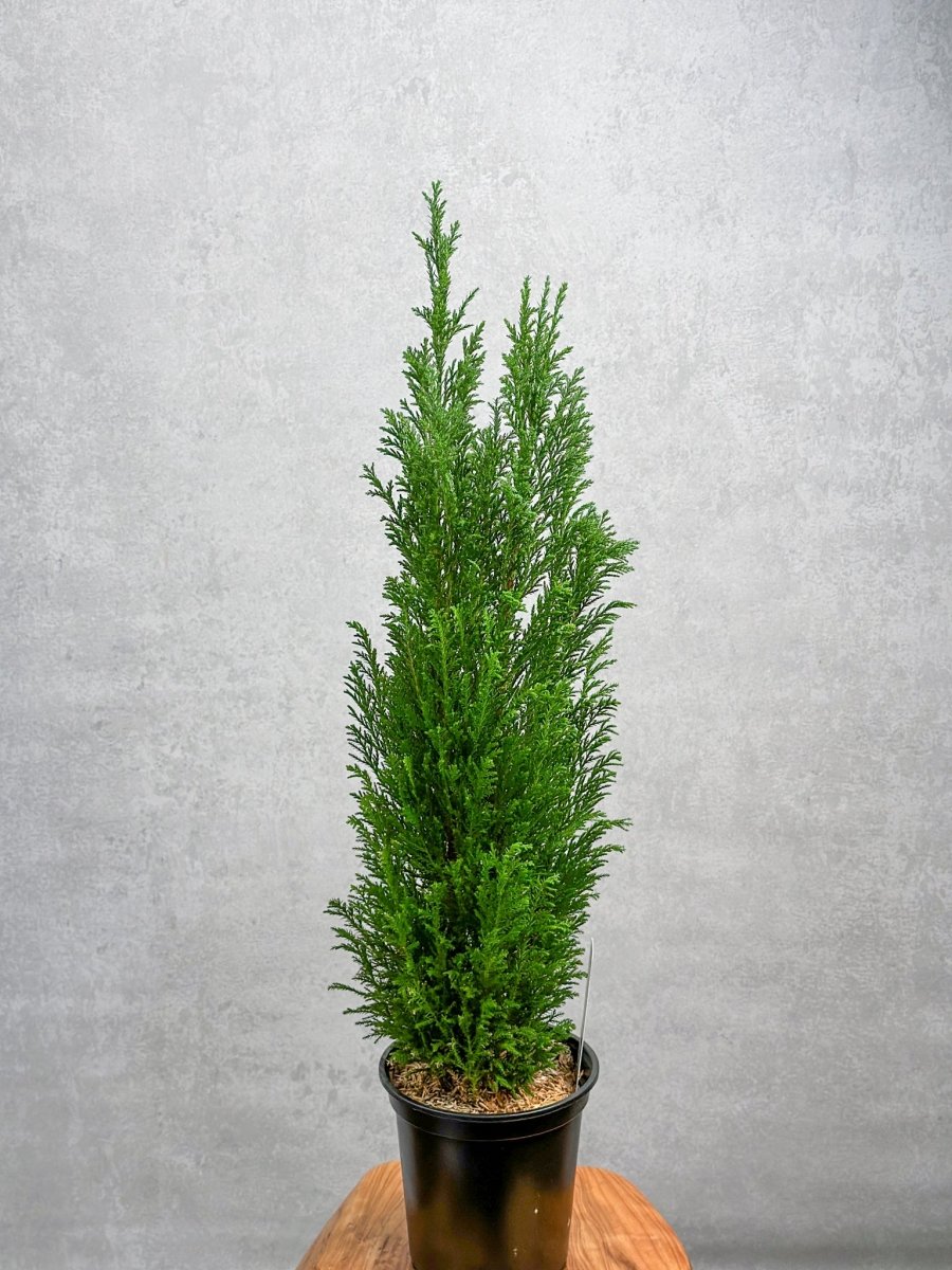  False Cypress ‘Ellwoodii’ – Compact Lawson Cypress, Mini Christmas Tree Plant