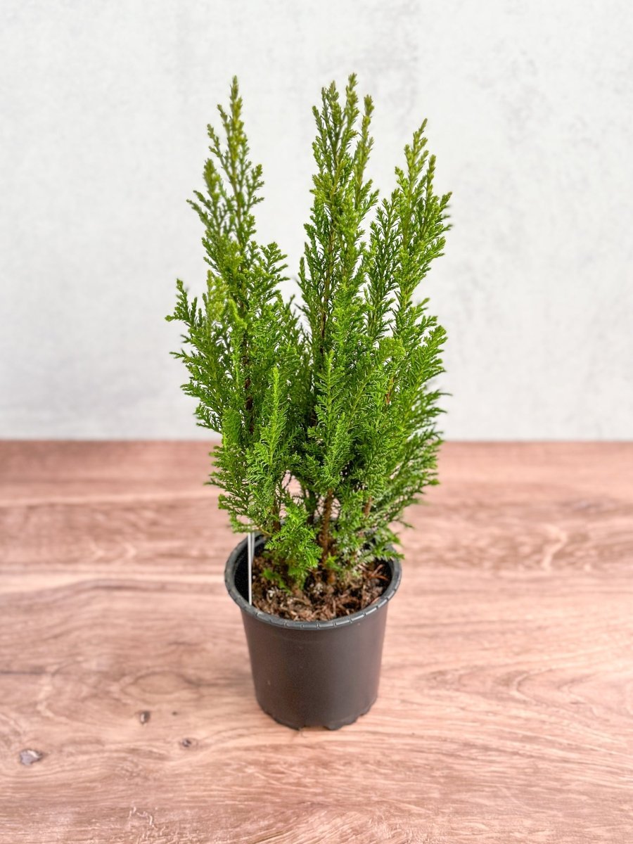  False Cypress ‘Ellwoodii’ – Compact Lawson Cypress, Mini Christmas Tree Plant