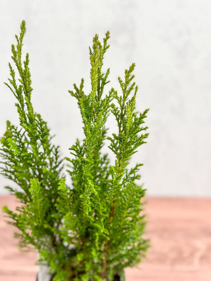  False Cypress ‘Ellwoodii’ – Compact Lawson Cypress, Mini Christmas Tree Plant