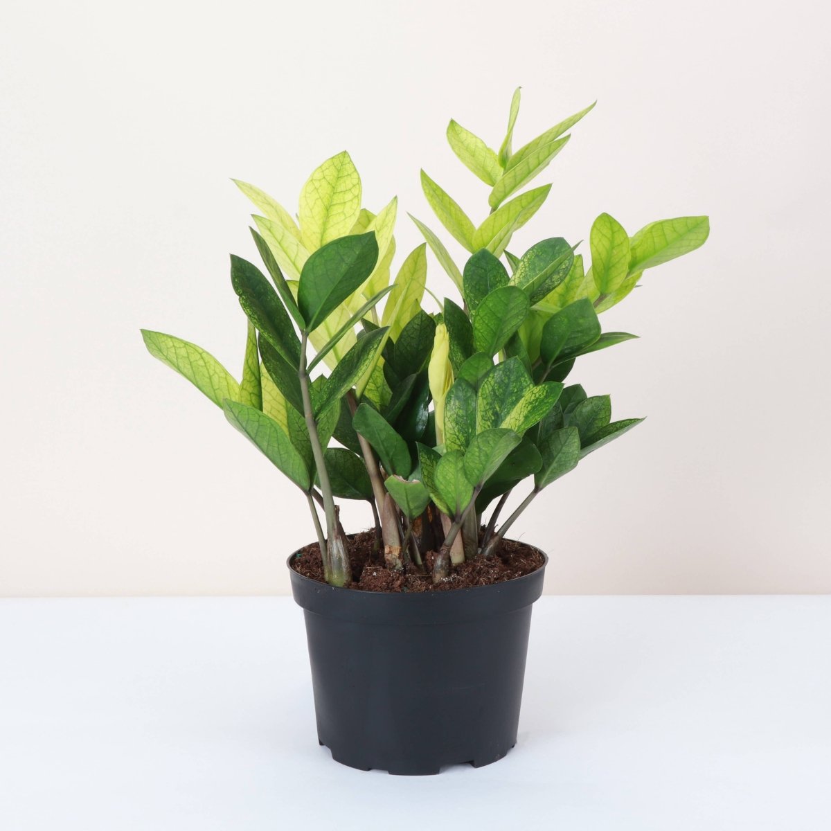  Chameleon ZZ Plant – Variegated Zamioculcas