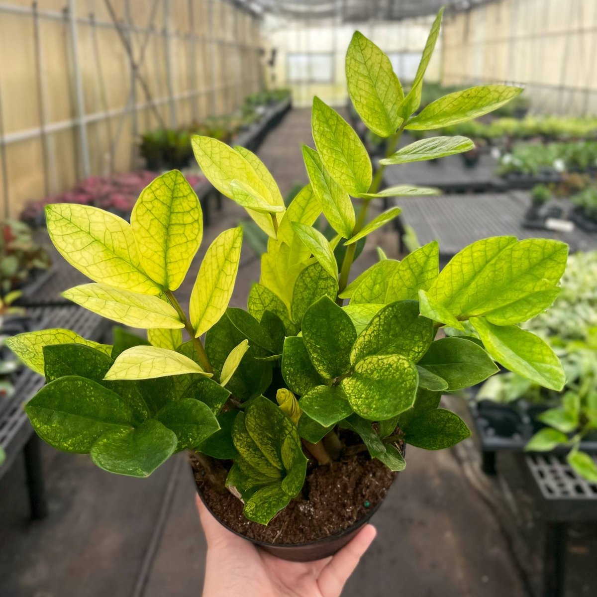  Chameleon ZZ Plant – Variegated Zamioculcas