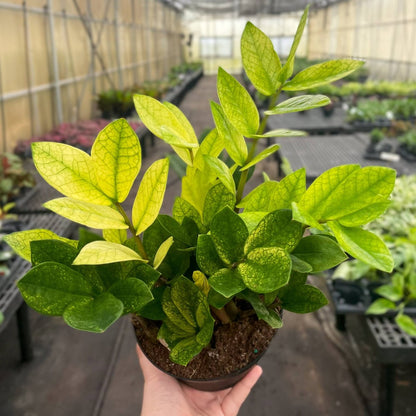  Chameleon ZZ Plant – Variegated Zamioculcas