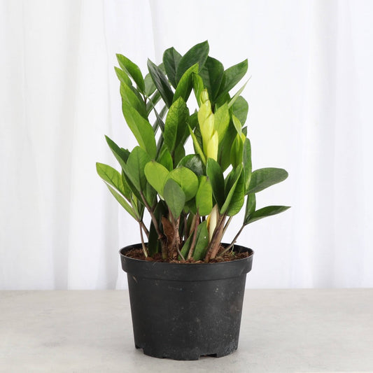  Chameleon ZZ Plant – Variegated Zamioculcas