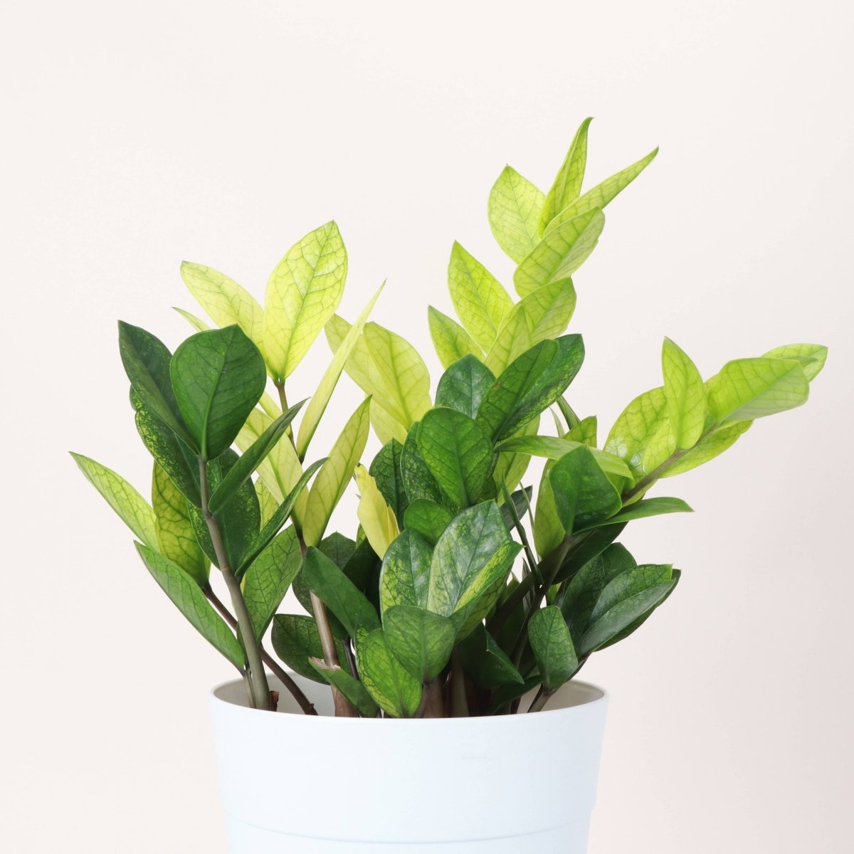  Chameleon ZZ Plant – Variegated Zamioculcas