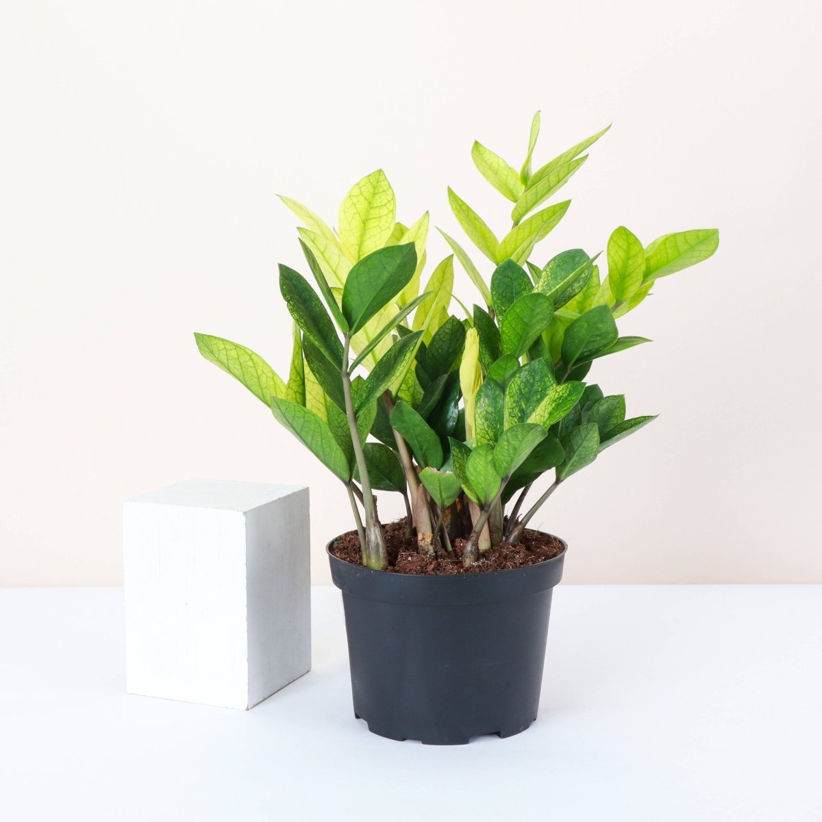 Chameleon ZZ Plant – Variegated Zamioculcas