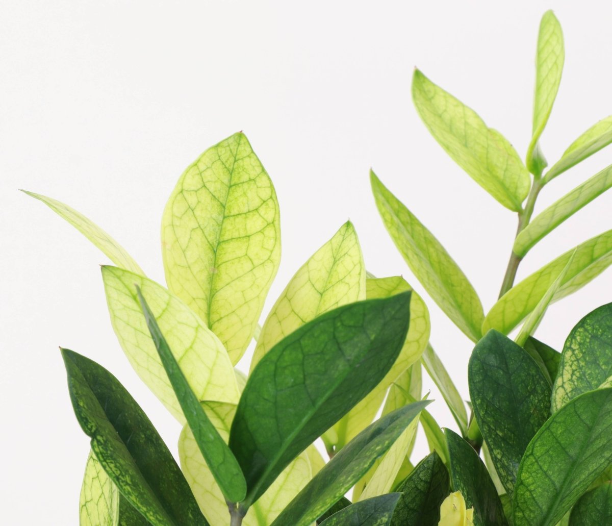  Chameleon ZZ Plant – Variegated Zamioculcas