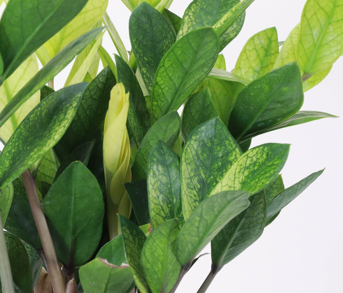  Chameleon ZZ Plant – Variegated Zamioculcas