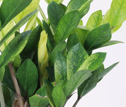  Chameleon ZZ Plant – Variegated Zamioculcas