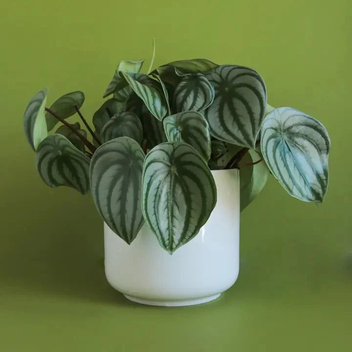  Charlie Planter | White