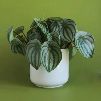  Charlie Planter | White