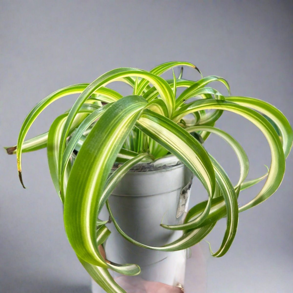 Chlorophytum Comosum 'Bonnie' - Bonnie Spider Plant