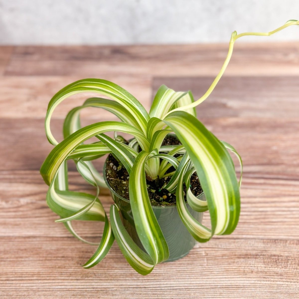  Chlorophytum Comosum 'Bonnie' - Bonnie Spider Plant