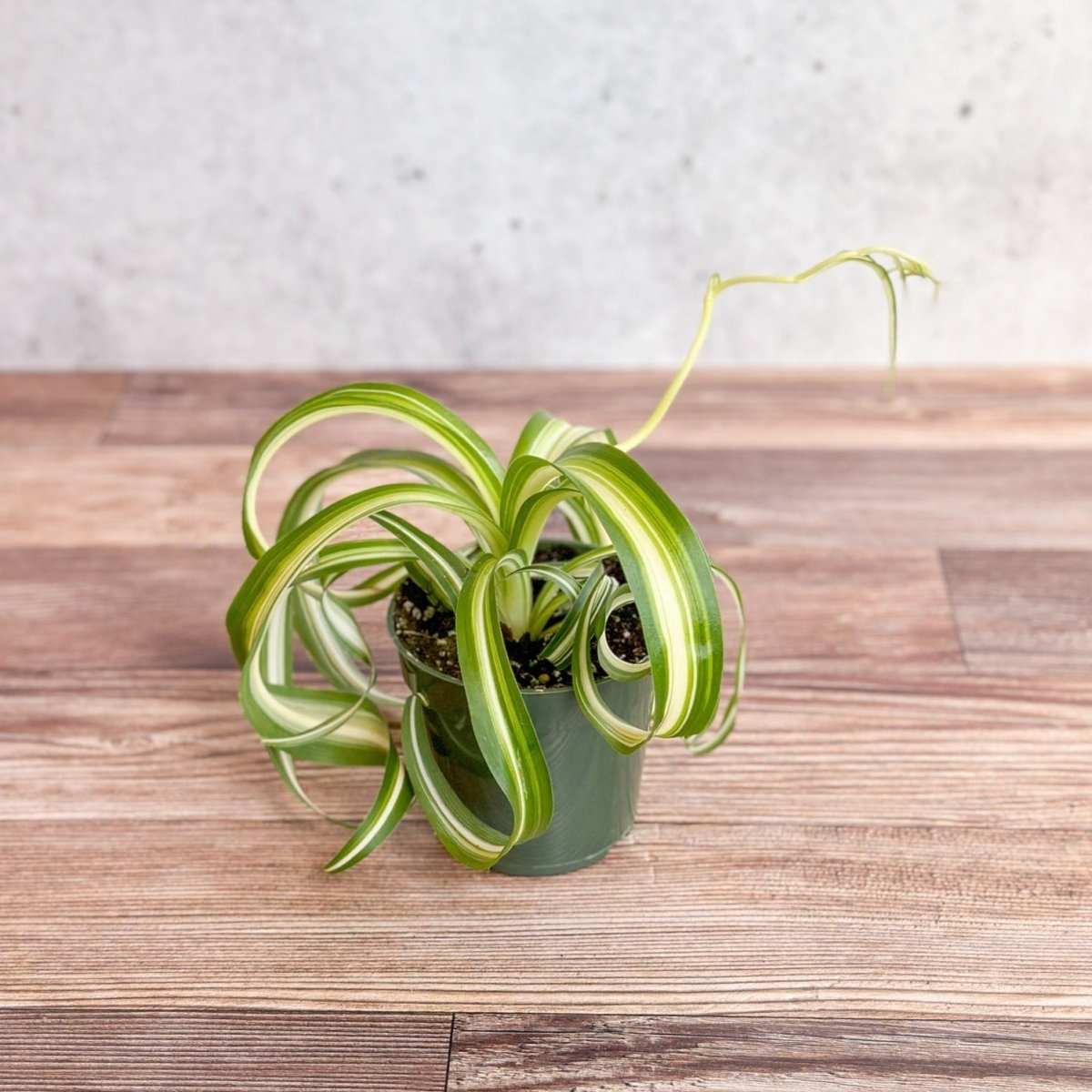  Chlorophytum Comosum 'Bonnie' - Bonnie Spider Plant