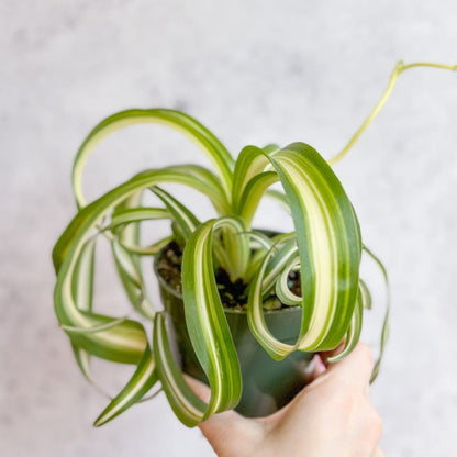  Chlorophytum Comosum 'Bonnie' - Bonnie Spider Plant