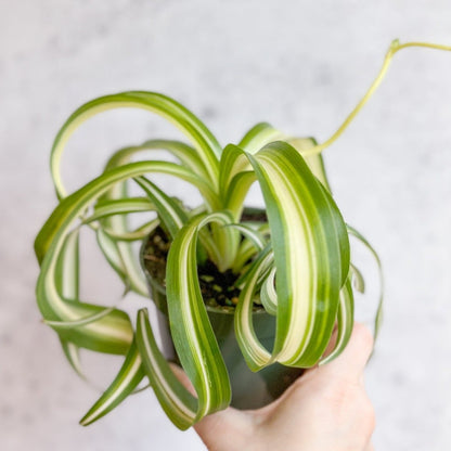  Chlorophytum Comosum 'Bonnie' - Bonnie Spider Plant