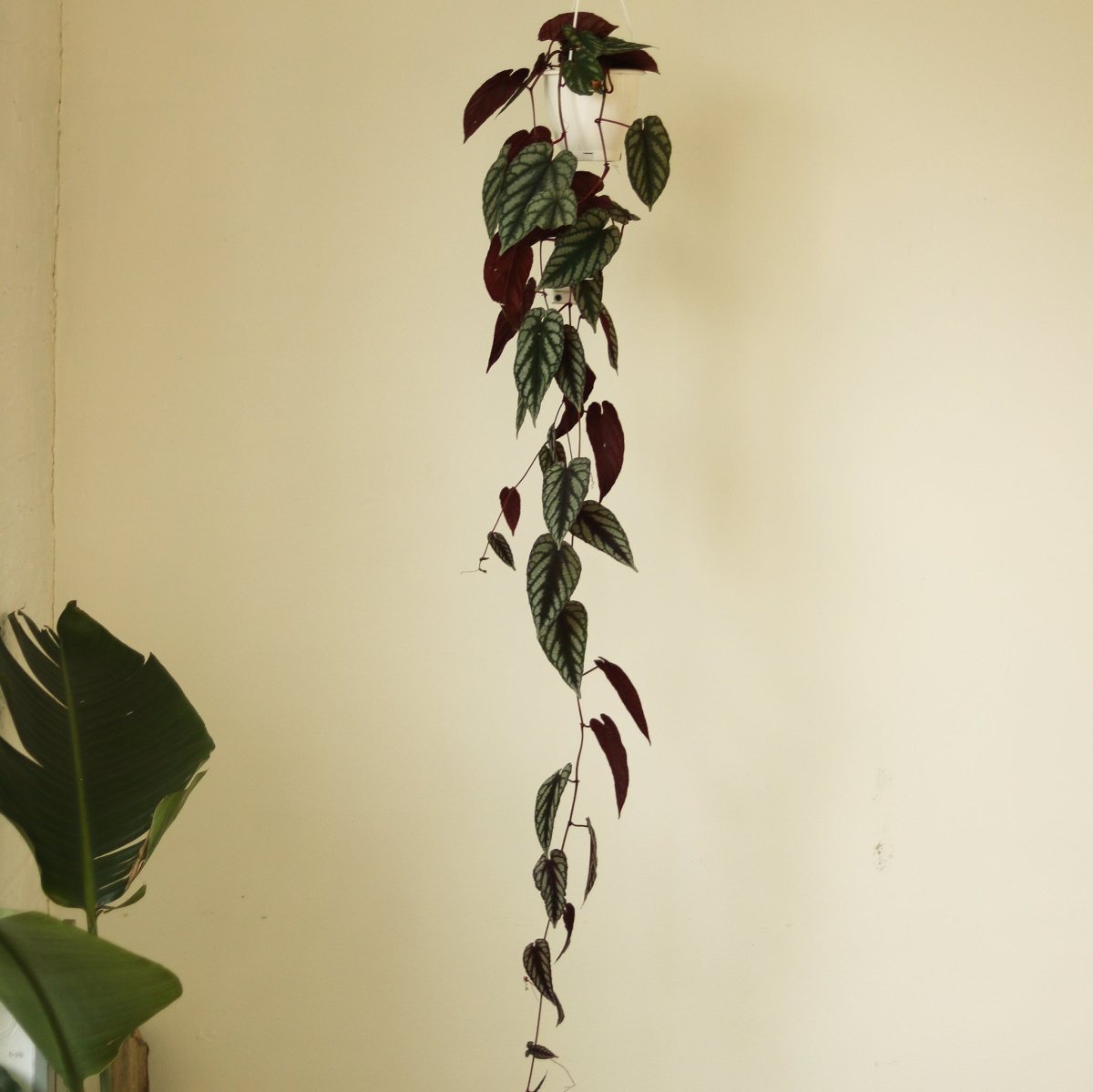  Cissus Discolor ‘Rex Begonia Vine’