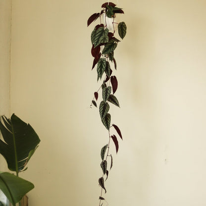  Cissus Discolor ‘Rex Begonia Vine’