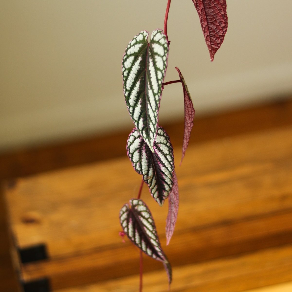  Cissus Discolor ‘Rex Begonia Vine’