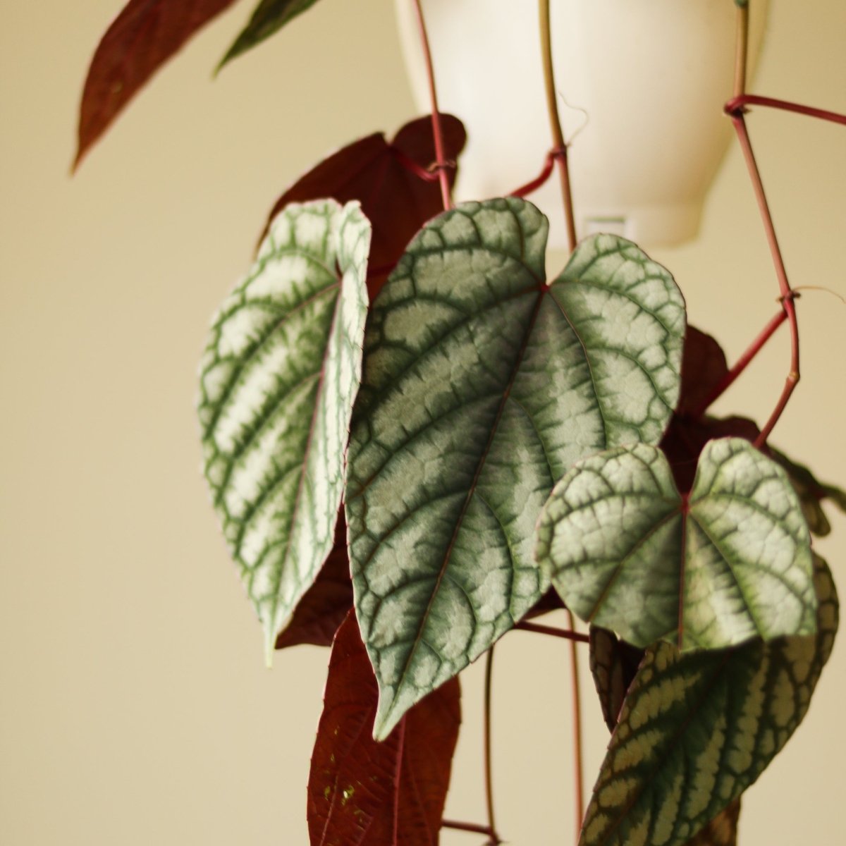  Cissus Discolor ‘Rex Begonia Vine’
