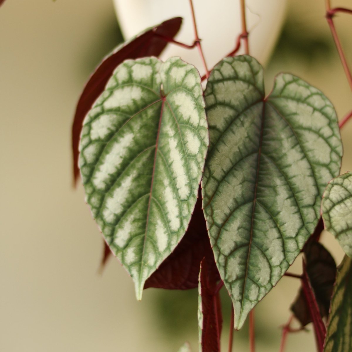  Cissus Discolor ‘Rex Begonia Vine’