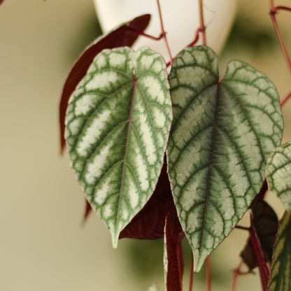  Cissus Discolor ‘Rex Begonia Vine’